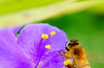 紫露草的栽培要点 紫露草的栽培要点