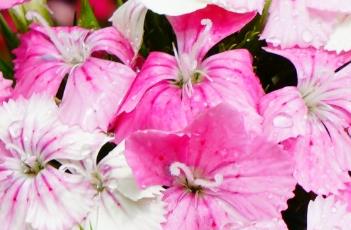 须苞石竹的繁殖方法