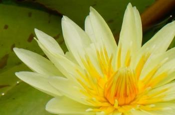 盆栽睡莲的养殖方法 盆栽睡莲的养殖方法