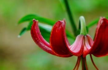 百合花芽期施什么肥