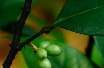 陵水暗罗 陵水暗罗图片