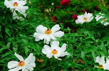 牡丹花的栽培技术