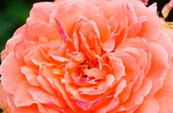 PerfectMoment月季（queen of elegance月季）