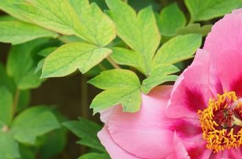 牡丹花花期怎么施肥