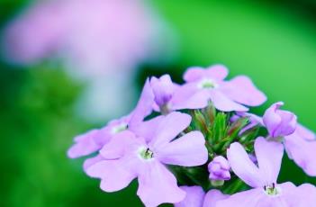 细叶美女樱 细叶美女樱冠幅