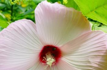 大花秋葵的繁殖方法