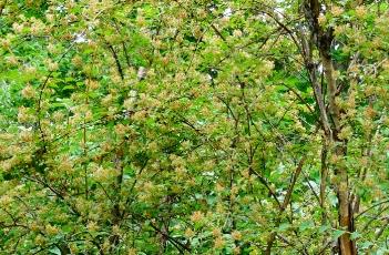 蝟实的栽培技术