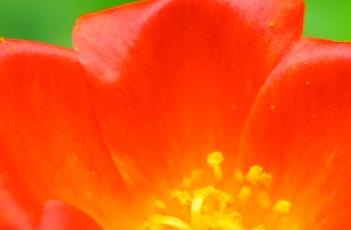 环翅马齿苋 环翅马齿苋图片