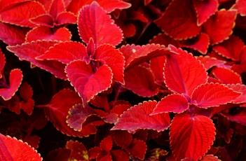 彩叶草扦插繁殖方法 彩叶草扦插繁殖方法