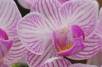 蝴蝶兰的繁殖方法 蝴蝶兰的繁殖方法