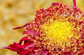 菊花的花期 菊花几月份开花