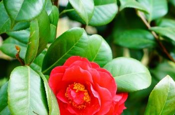 山茶花室内养殖方法