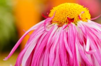 菊花叶子发黄怎么办（菊花叶子发黄怎么办百度贴吧）