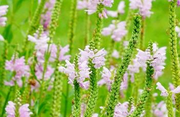 玫红女王假龙头