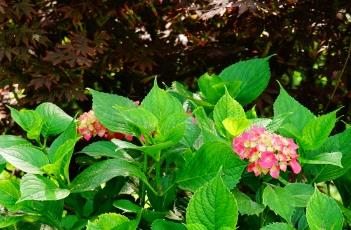 绣球花的养殖方法 绣球花的养殖方法