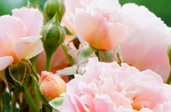 月季花叶枯病的防治方法