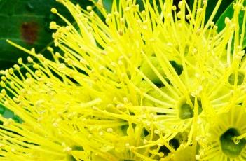 金蒲桃的繁殖方法（金蒲桃的繁殖方法有哪些）