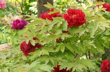 牡丹花的栽培技术