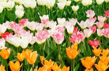 橙色皇帝郁金香