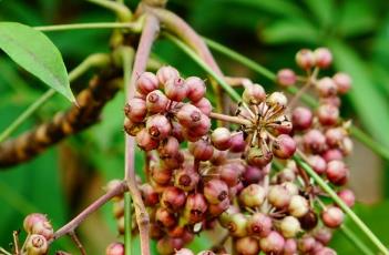 短序鹅掌柴 短序鹅掌柴的功效