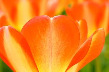 美国梦郁金香（郁金香的梦）