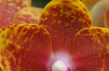 蝴蝶兰的繁殖方法 蝴蝶兰的繁殖方法