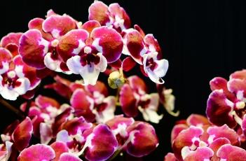 蝴蝶兰养殖注意事项(蝴蝶兰养殖注意事项和方法)