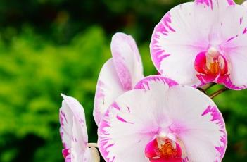 蝴蝶兰花谢后的养护方法 蝴蝶兰花谢后的养护方法