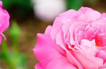 月季花叶子发黄的原因