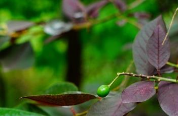 紫叶稠李