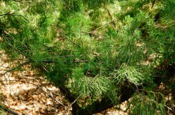 鹿角桧 鹿角桧图片