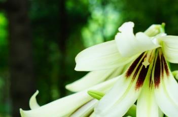 百合花芽期施什么肥