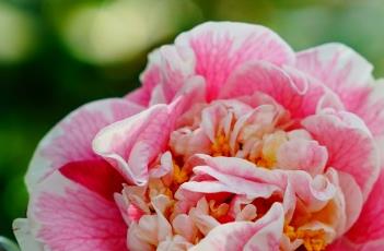 山茶花室内养殖方法