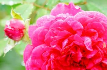 月季花水培的方法