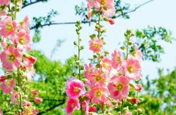 蜀葵的繁殖方法 蜀葵的繁殖方法