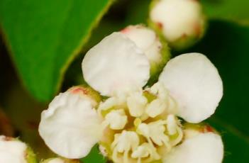 毛叶水栒子（毛叶水栒子河火棘）