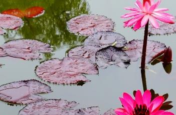 睡莲白天开放晚上闭合的原因 睡莲白天开放晚上合拢的原因