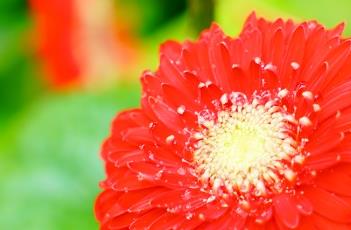 盆栽非洲菊的养护方法 盆栽非洲菊的养护方法