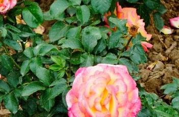 月季花叶枯病的防治方法