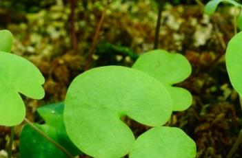 大肾叶狸藻（大肾叶狸藻怎么养）