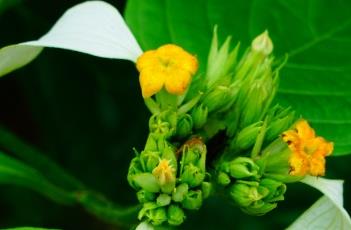 大叶玉叶金花（小叶玉叶金花）