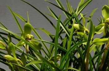 春兰的养殖方法