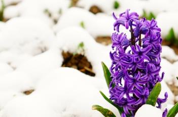 风信子的养殖方法 十种招鬼的花