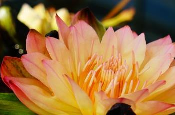 橙色蟹爪（橙色蟹爪兰有什么品种）