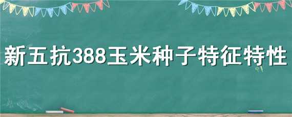 新五抗388玉米种子特征特性 五紫五抗801玉米种子简介