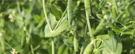 豌豆种植技术与管理 豌豆种植技术与管理视频