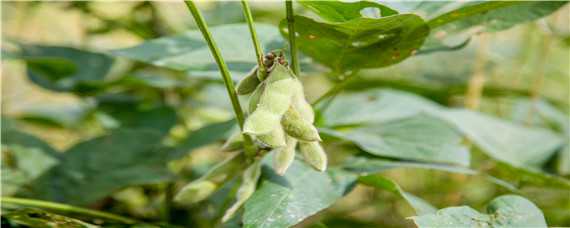 毛豆种植的行株距是多少 毛豆种植株行距是多少?