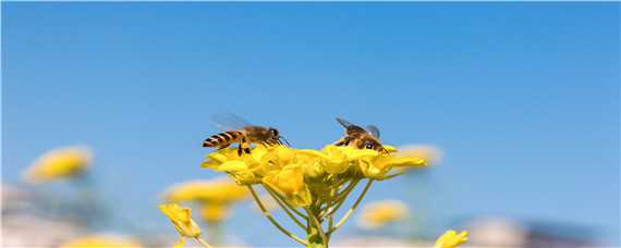 分蜂季节每年几月份（分蜂的季节是几月份到几月份）