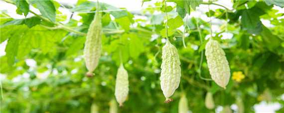 苹果苦瓜种植技术 苹果苦瓜种植技术要点