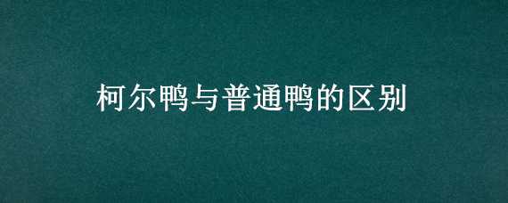 柯尔鸭与普通鸭的区别 柯尔鸭与普通鸭的区别图片